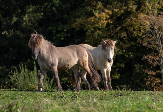 Kinder auf einer Kutsche mit zwei Ponys im Familienhotel Waldhof Fuschlsee Resort, Salzkammergut.